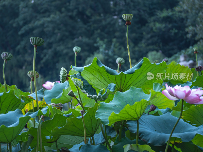 池塘里的荷花