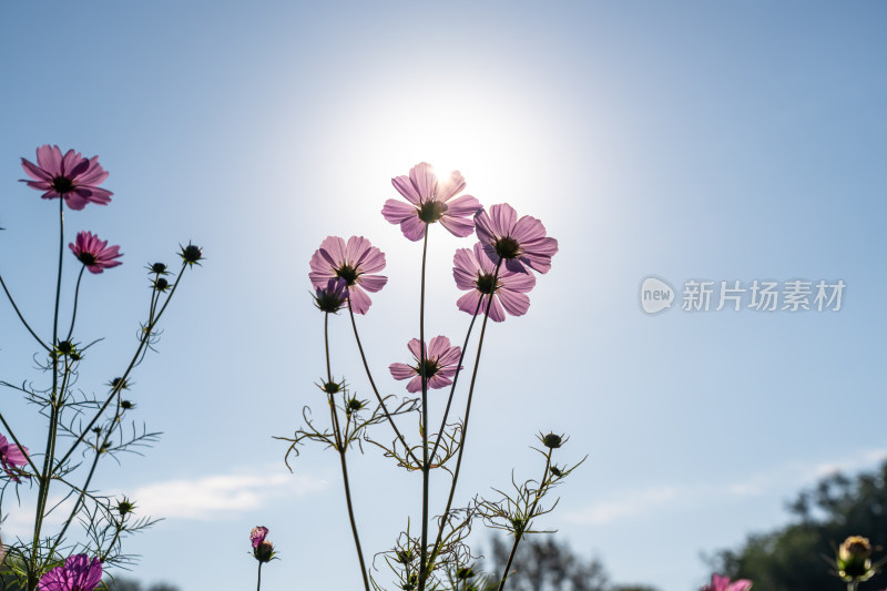 日出格桑花特写