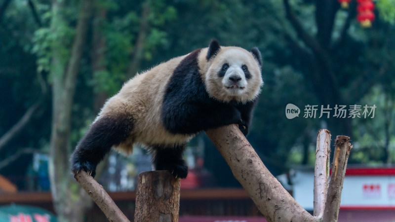 爬树的大熊猫