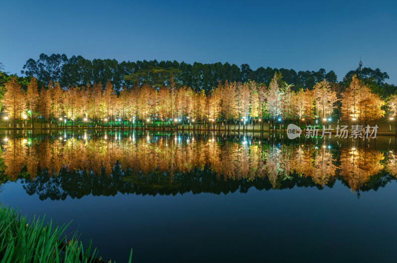 佛山千灯湖南海活水公园落羽杉红叶夜景灯光