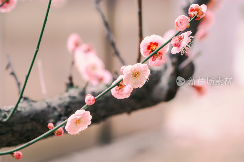 特写粉色梅花枝头绽放