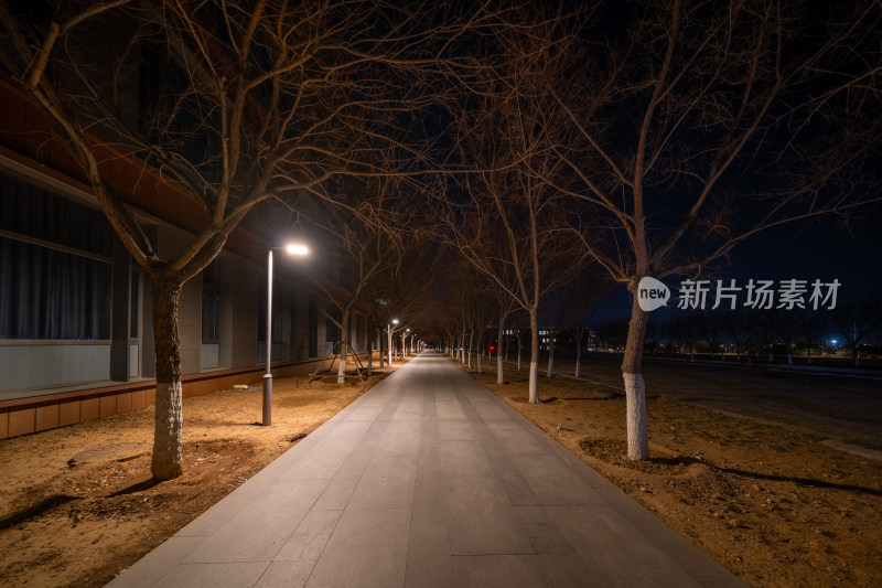 夜晚空旷的树木林荫步道