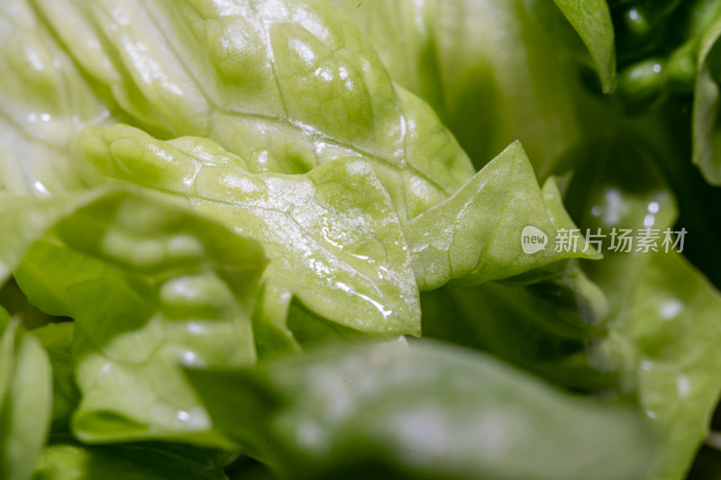 新鲜生菜特写