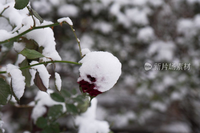 凌乱的树枝上堆积着洁白的雪花