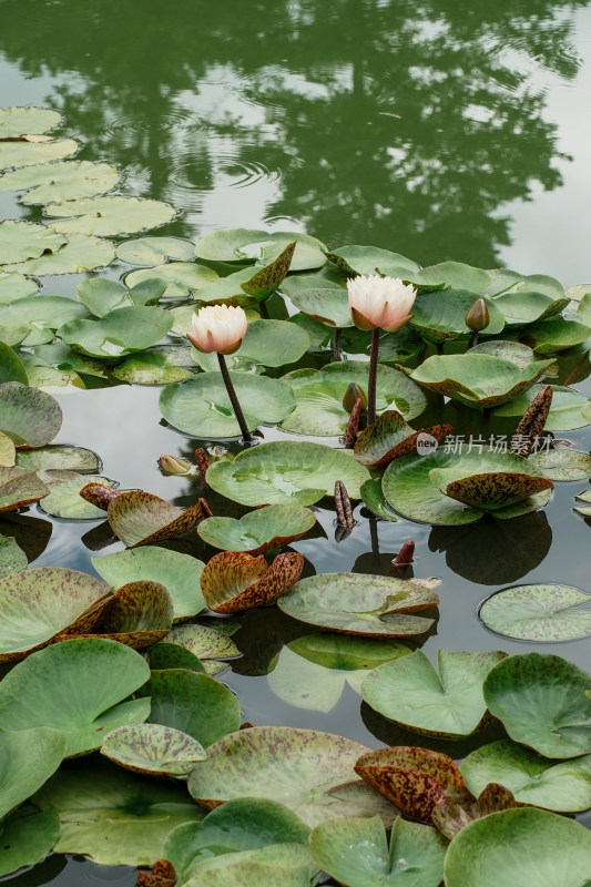 北京国家植物园睡莲