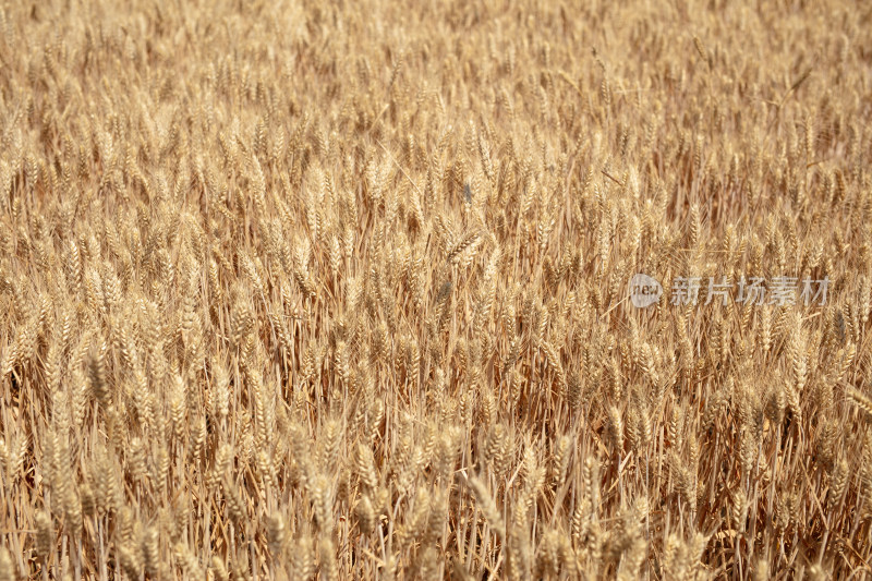 大面积颗粒饱满的小麦成熟