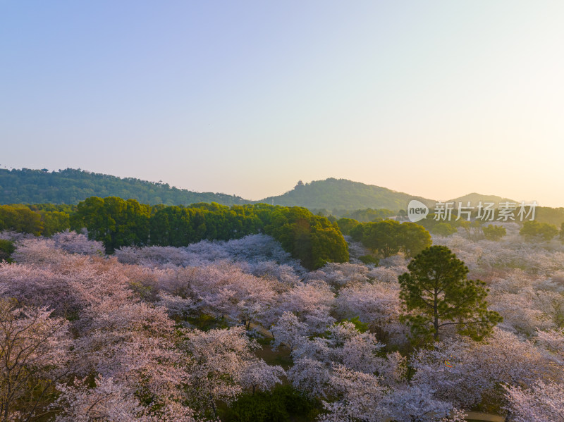 武汉东湖磨山樱花园樱花盛开