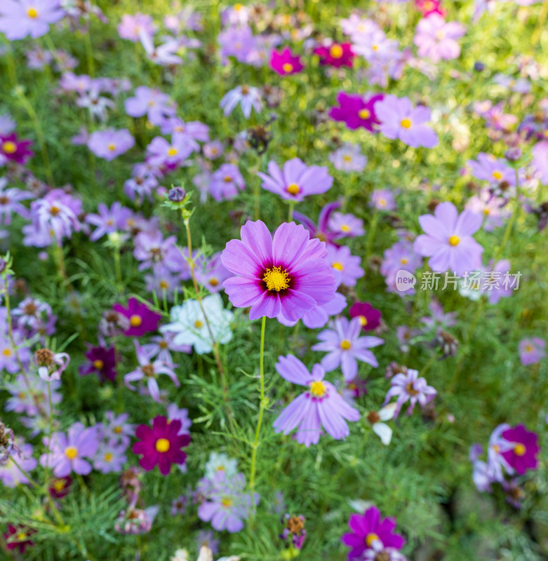 秋英花花海