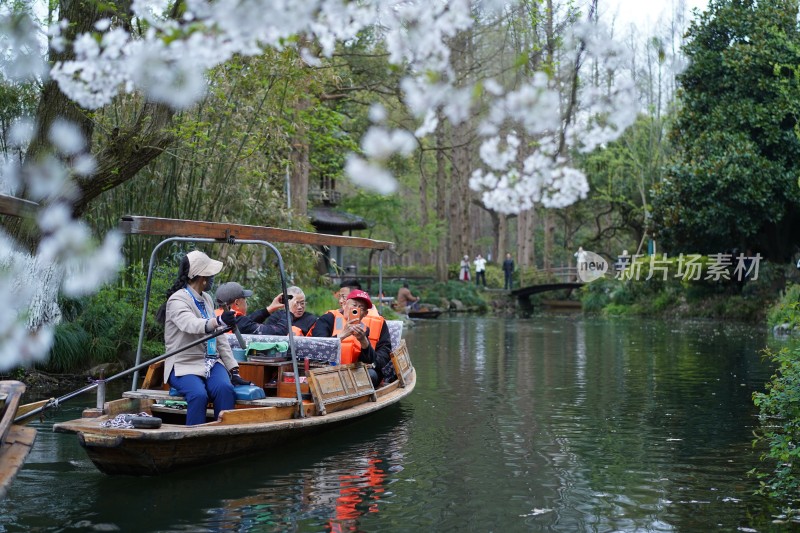 杭州西湖曲院风荷樱花盛开