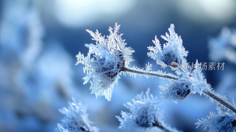 冬天树枝雾凇雪凇结冰雪景特写