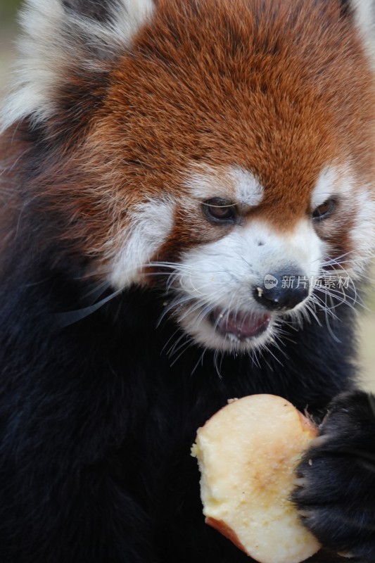 小熊猫进食特写