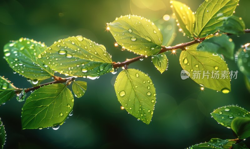 雨后阳光植物绿叶逆光露珠自然背景