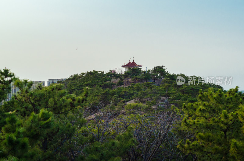 青岛北岭山森林公园，长满松树的山坡