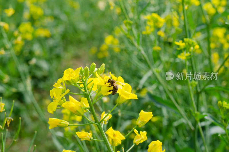 在油菜花上采蜜的蜜蜂