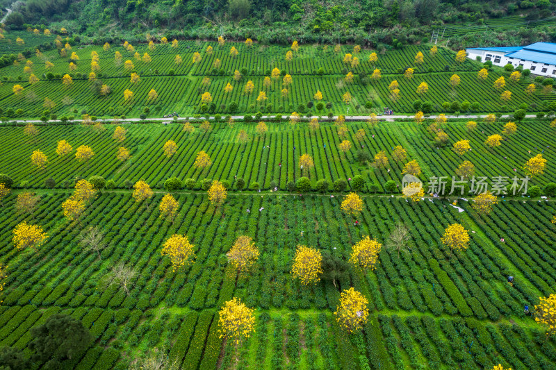 广东清远英德茶园茶场春天采茶风光航拍