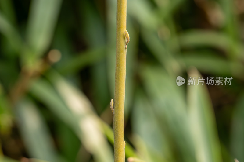 嫩枝上的芽苞微距特写