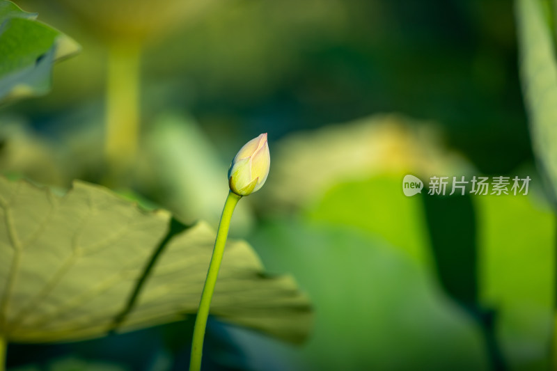 阳光下的荷叶花骨朵