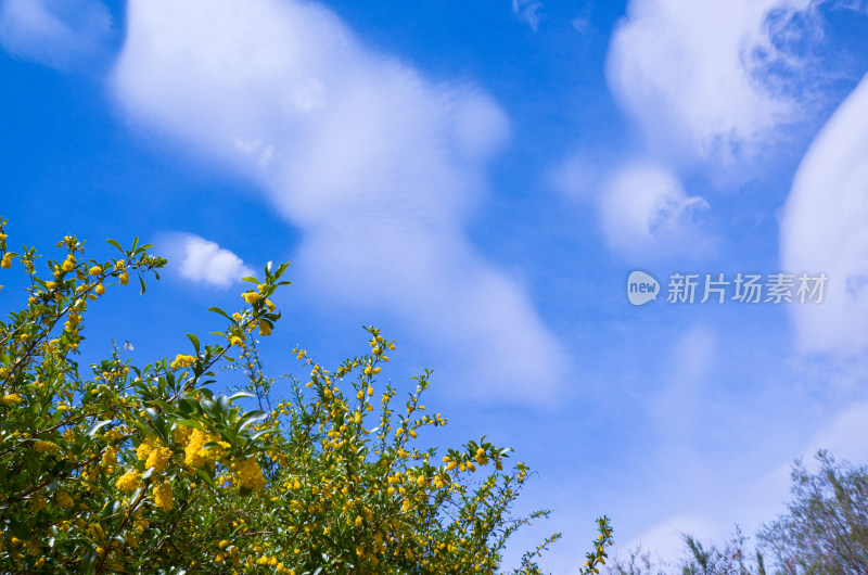 新疆库车独库公路旁蓝天白云下的野花鲜花