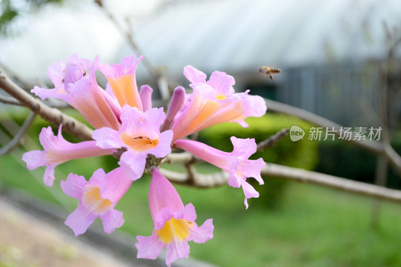 淡红风铃木花