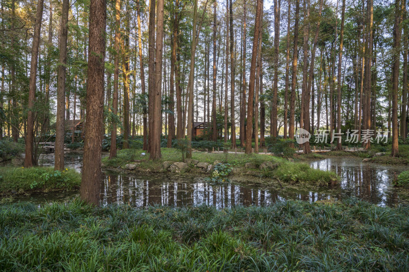 杭州西湖风景区曲院风荷风景