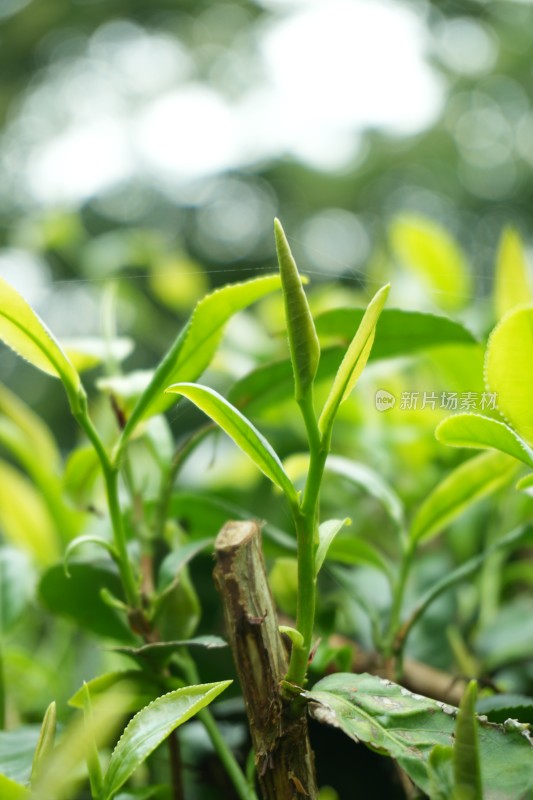 嫩绿的茶叶茶芽特写