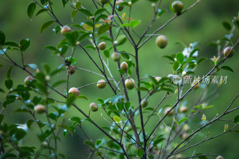 山茶树结果