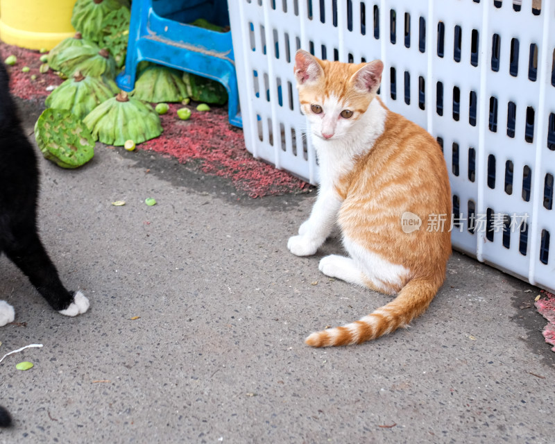 街边的小橘猫