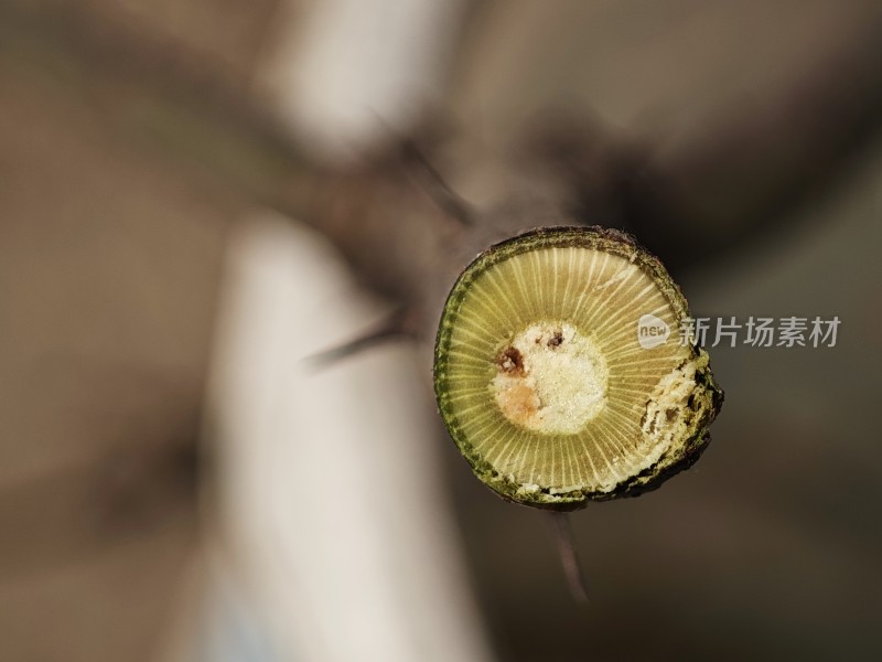 带刺树枝特写展示其内部纹理