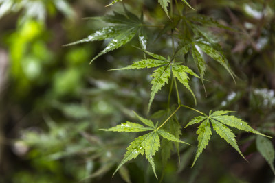 下雨绿色枫叶植物叶子自然特写