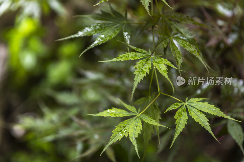 下雨绿色枫叶植物叶子自然特写