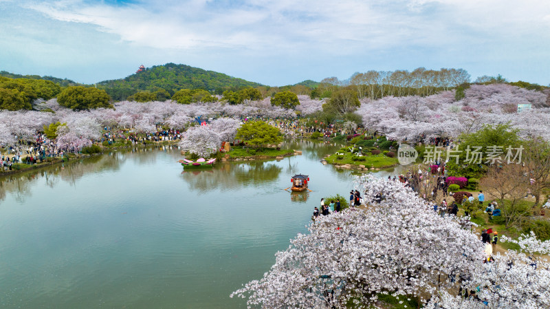 湖北武汉东湖樱花园里的湖泊与小船