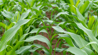 玉米种植生长