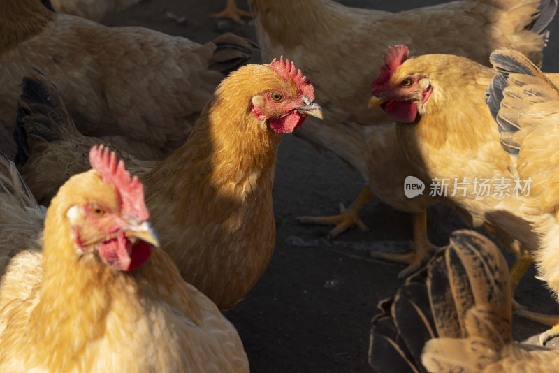 生态养殖养鸡鸡群散养鸡走地鸡