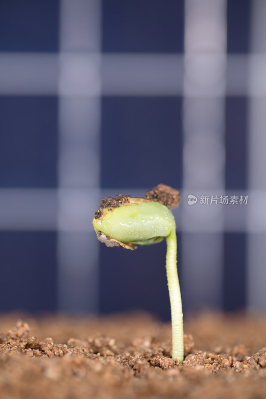 太阳能板背景前的土壤里长出绿芽