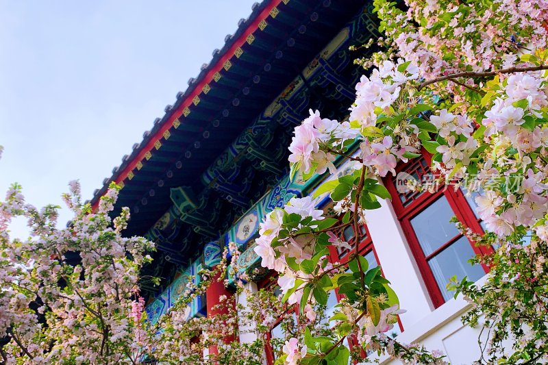 北京大学 外国语学院 植物