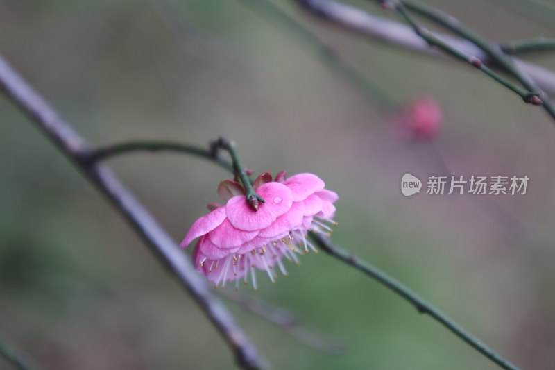 特写粉色梅花