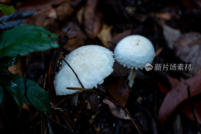 雨后野外生长的蘑菇