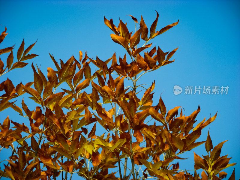 水面上漂浮着落叶的唯美秋景