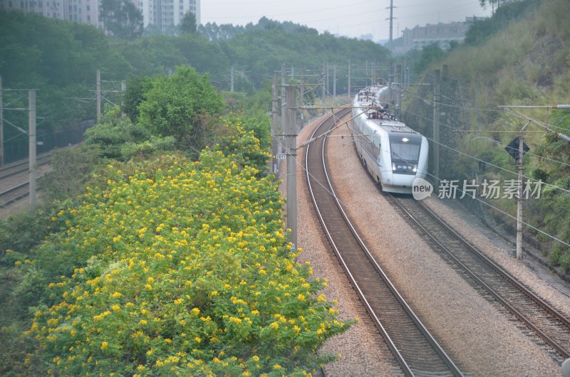 广东东莞：和谐号动车组从黄槐树旁边经过