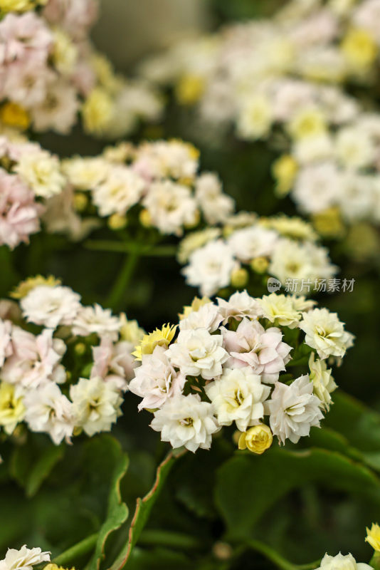 微距特写粉色白色花卉