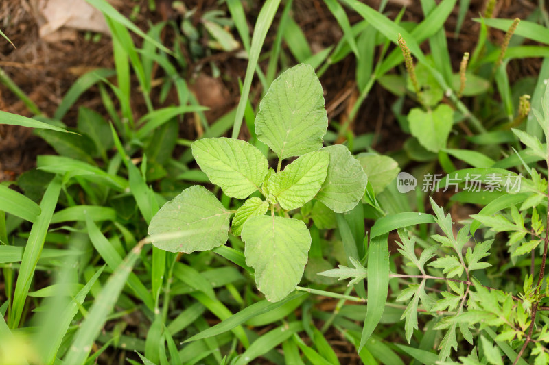 野草里的野生苋菜