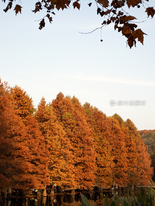 南京明孝陵，秋天金黄色的植物水杉自然风景