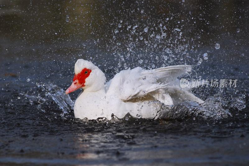 白鸭水中拍打翅膀溅起水花