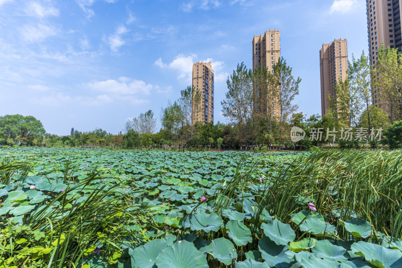 武汉江夏区汤逊湖壹号湿地公园风景