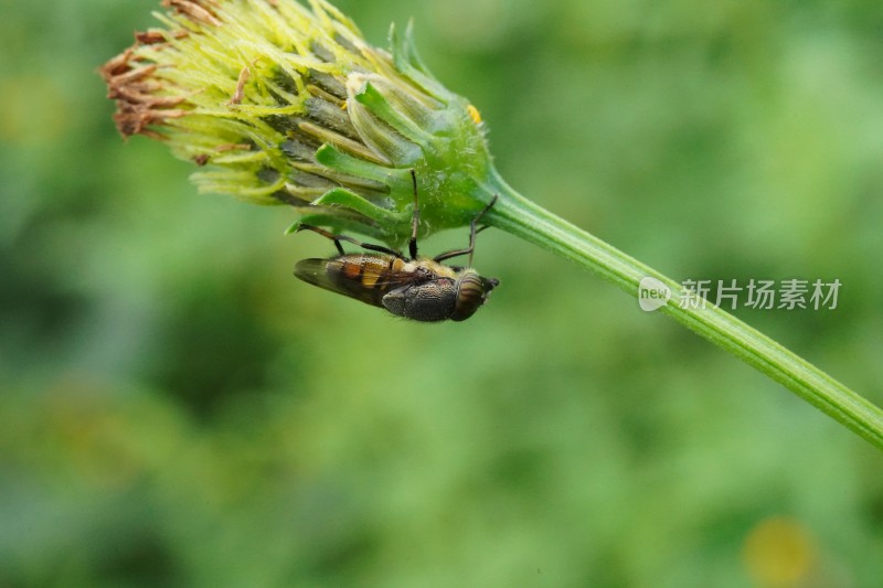 草丛中以花蜜为食的昆虫