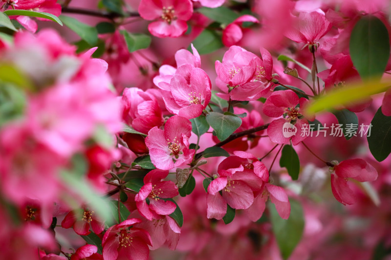 北京元大都海棠花溪