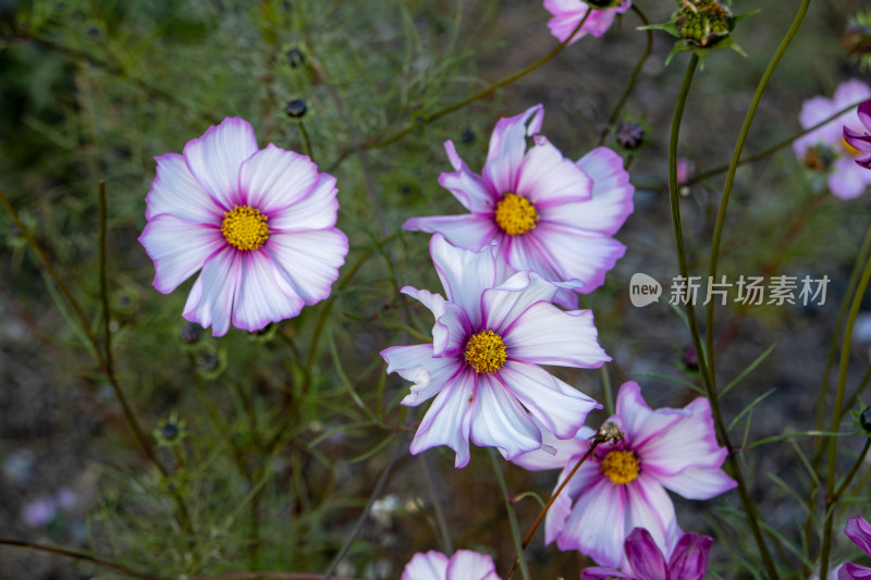 秋日粉紫色波斯菊花田