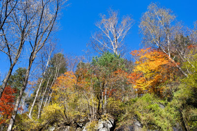 长白山望天鹅景区森林秋色