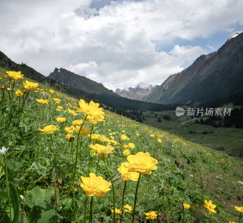 草原中的金盏花特写