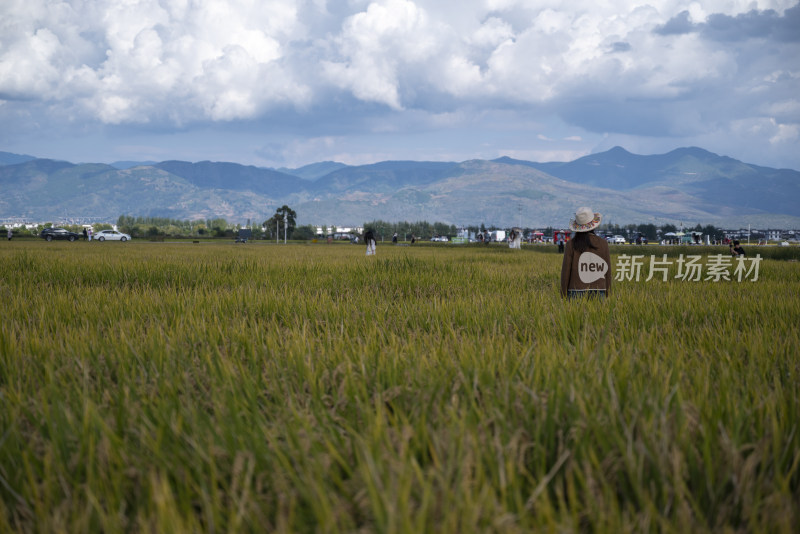 大理水稻风景